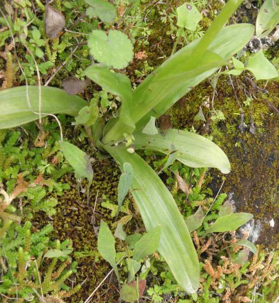 Orchidaceae (Sicilia) : Orchis anthropophora